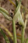 Hairy spiderwort